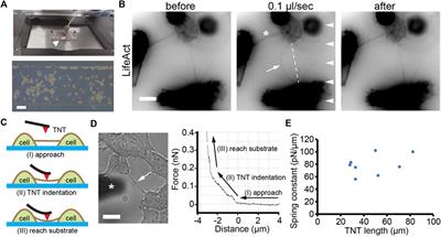 Mechanical properties of tunneling nanotube and its mechanical stability in human embryonic kidney cells